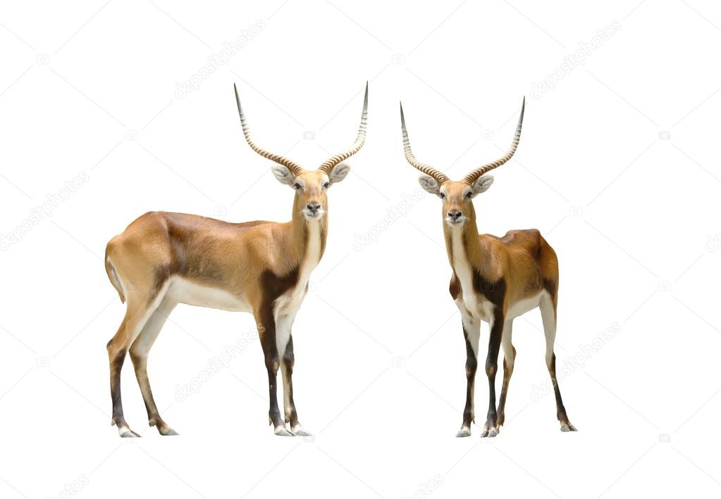Red lechwe isolated on white background