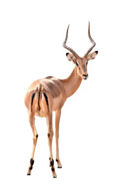 erkek Impala izole