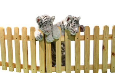 Beyaz Bengal Kaplanı