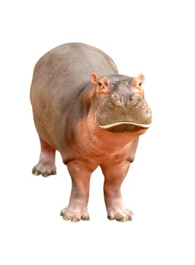 beyaz arkaplanda izole edilmiş hipopotam