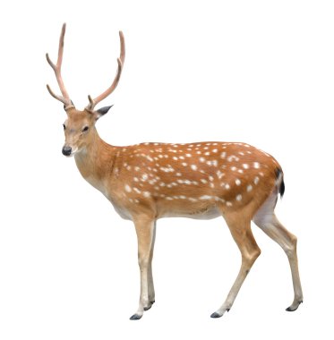 male sika deer clipart