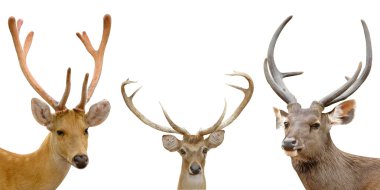 barasingha, izole eld geyik, sambar geyiği,