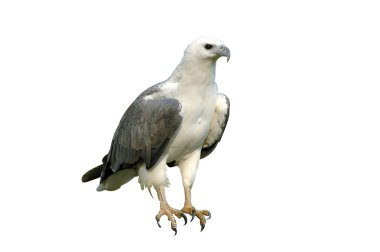 Beyaz karınlı deniz kartal islated