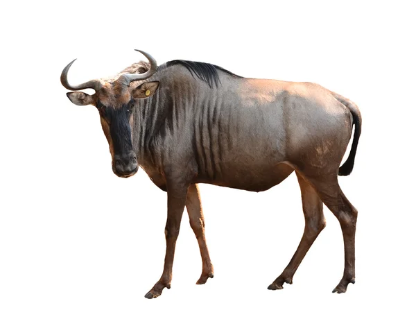 Wilderbeest isolato — Foto Stock