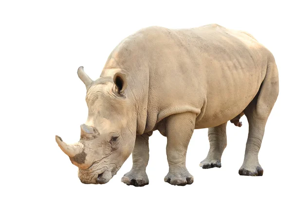 White rhinoceros isolated — Stock Photo, Image