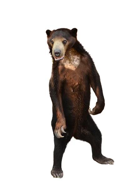 Malajské sunbear izolované — Stockfoto