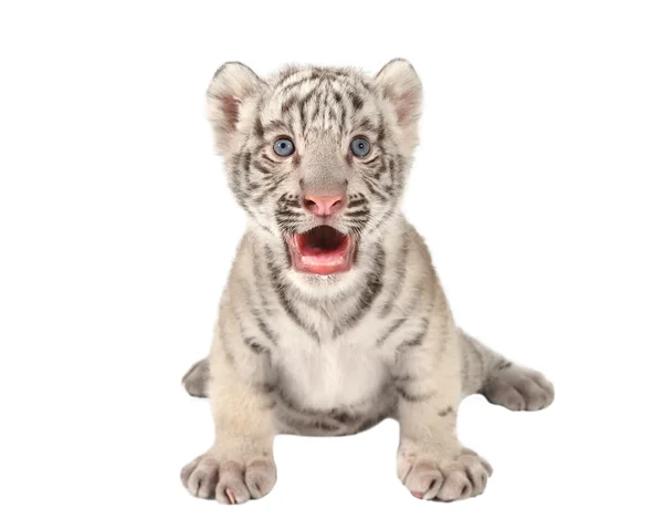 Csecsemő fehér tigris — Stock Fotó