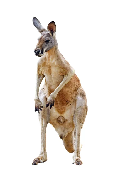 Izole kanguru — Stok fotoğraf