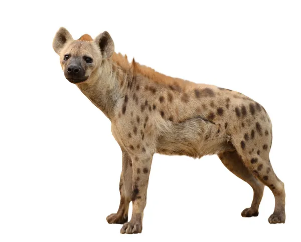 Gevlekte hyena's geïsoleerd — Stockfoto