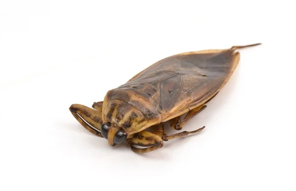 Гігантський водяний жук ізольований — стокове фото