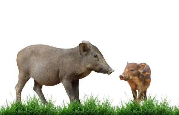 Wilde zwijnen geïsoleerd op witte achtergrond — Stockfoto