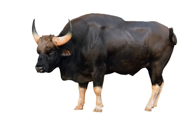 Gaur isoliert — Stockfoto