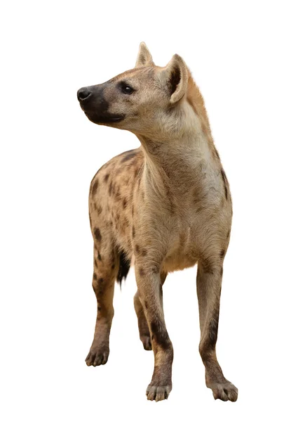 Spotted hyena isolated — Stock Photo, Image