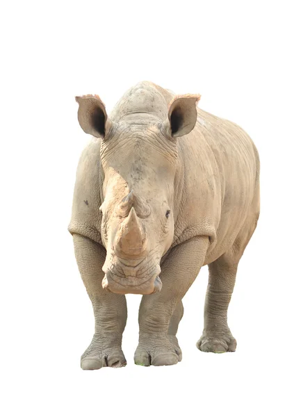 Rinoceronte blanco aislado —  Fotos de Stock