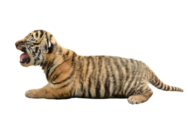 Baby Bengaalse tijger geïsoleerd — Stockfoto