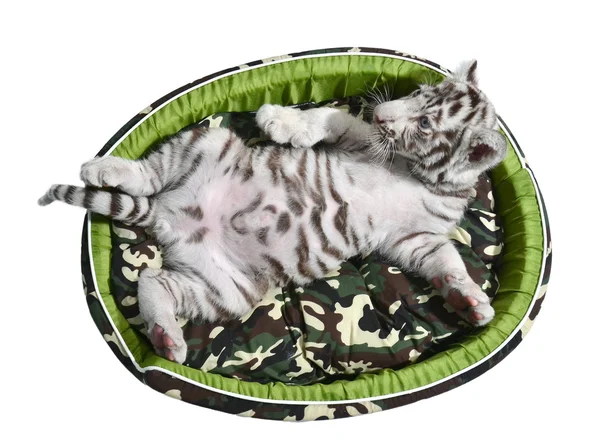 Bebé tigre blanco tendido en un colchón aislado —  Fotos de Stock