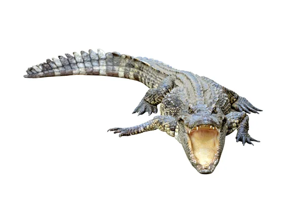 Krokodil geïsoleerd — Stockfoto