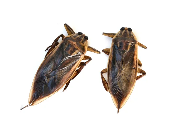 Гигантский водяной жук — стоковое фото