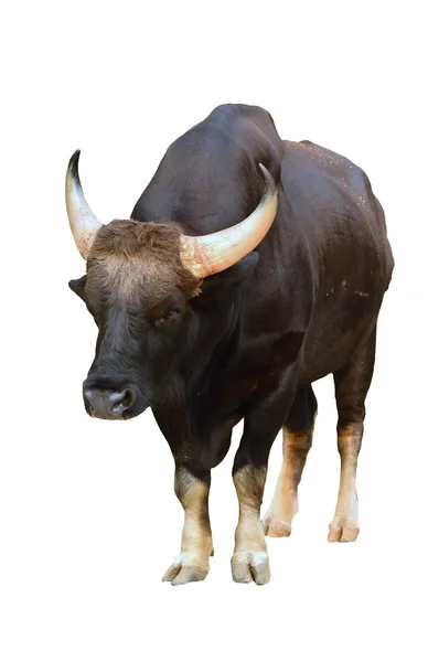 Gaur isolated — Stock Photo, Image