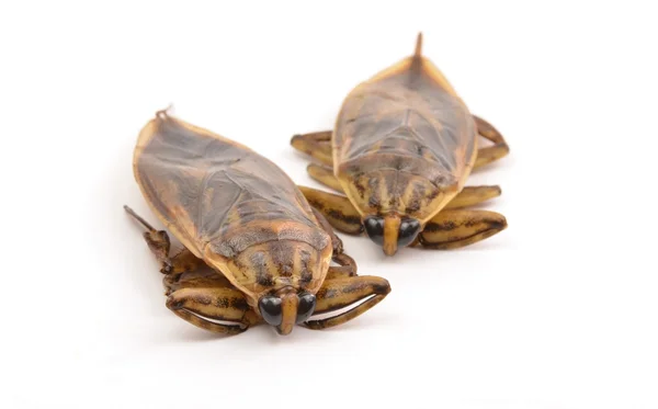 Гигантский водяной жук — стоковое фото