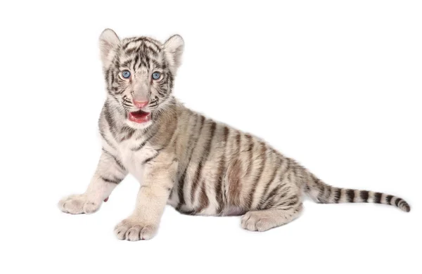 Tigre branco bebê — Fotografia de Stock
