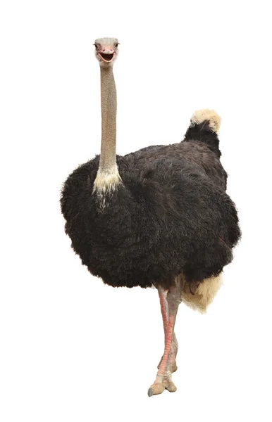 Ostrich isolated — Stock Photo, Image