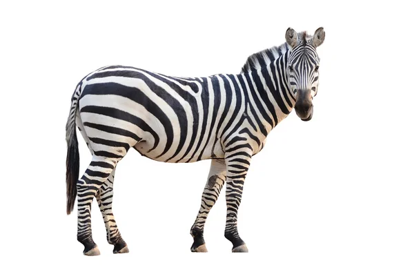 Zebra isoliert — Stockfoto