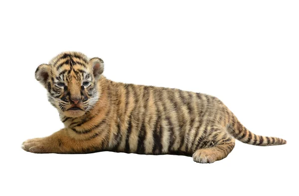 Dziecko Tygrys Bengalski na białym tle — Zdjęcie stockowe