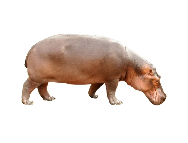 Beyaz arkaplanda izole edilmiş hipopotam — Stok fotoğraf