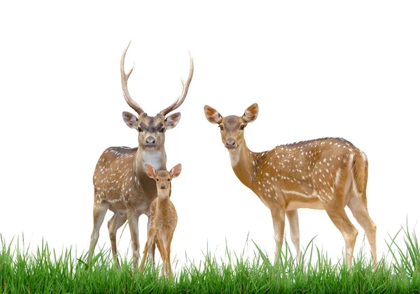 As herten familie met groen gras geïsoleerd — Stockfoto