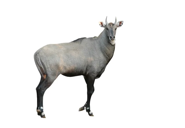 Nilgai isolé sur fond blanc — Photo