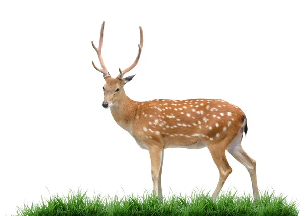 Male sika deer — Stock Photo, Image