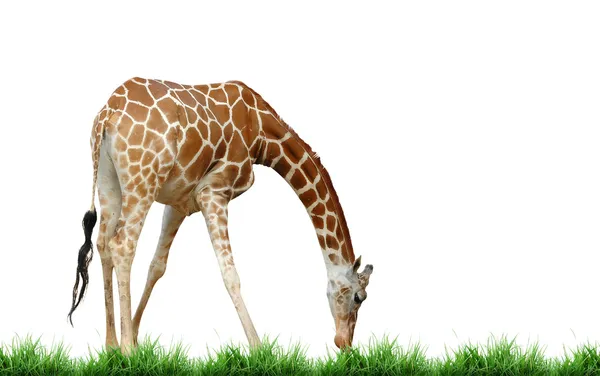 Girafe isolée sur fond blanc — Photo