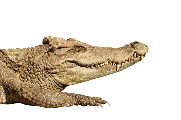 Crocodile isolated on white background — Stock Photo, Image