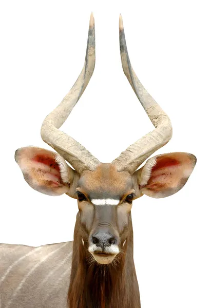 Nyala isolado em fundo branco — Fotografia de Stock