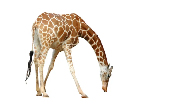 Girafe isolée sur fond blanc — Photo
