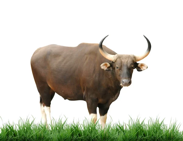 在白色背景上孤立的雄牛 — 图库照片