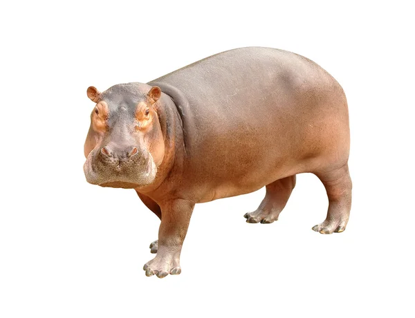 Beyaz arkaplanda izole edilmiş hipopotam — Stok fotoğraf