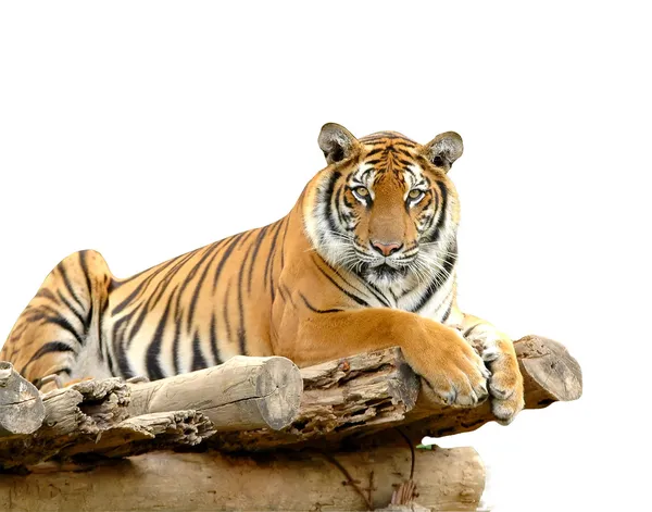 Bengal tiger — Stock Photo, Image