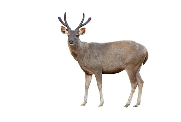 Самбарский олень на белом фоне — стоковое фото