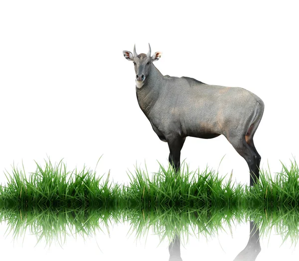 Nilgai isolé sur fond blanc — Photo