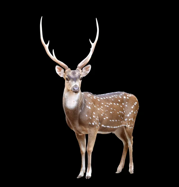 Male axis deer — Stock Photo, Image