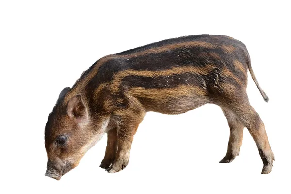 Baby wildboar — Stock Photo, Image