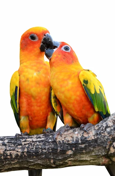 Zon papegaaiachtigen parrot — Stockfoto