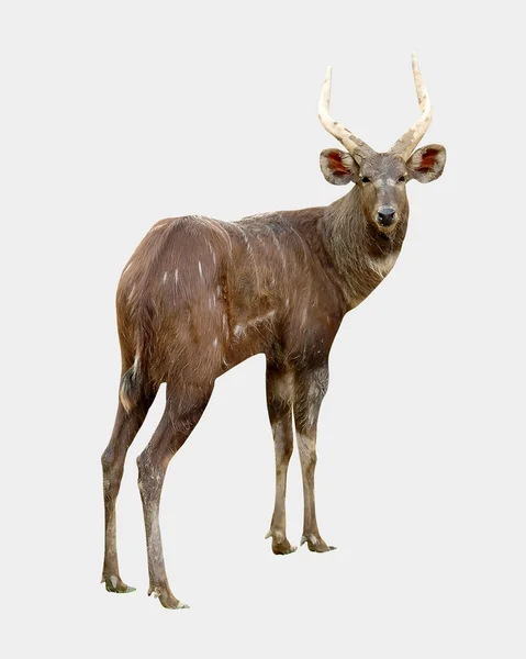 Sitatunga aislado — Foto de Stock