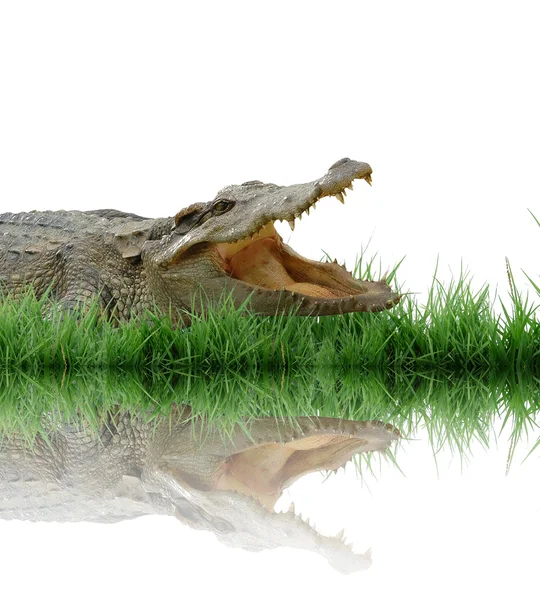 Krokodil isoliert auf weißem Hintergrund — Stockfoto