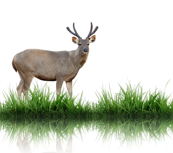 Sambar deer isolerad på vit bakgrund — Stockfoto