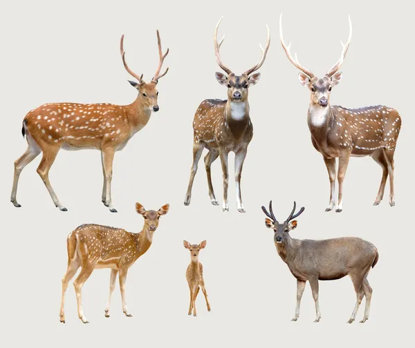 Asian deer — Stock Photo, Image