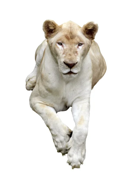 白狮子 — 图库照片