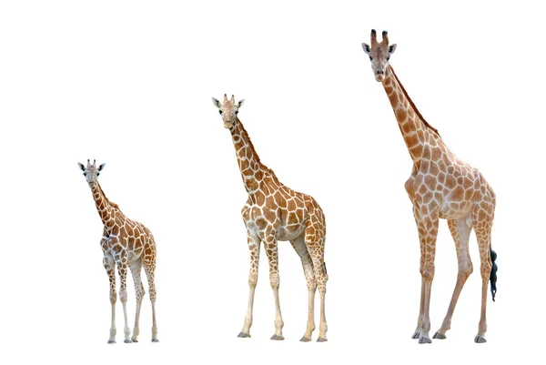 Giraffe geïsoleerd op witte achtergrond — Stockfoto